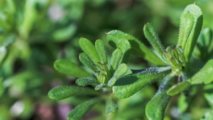 Przytulia czepna – chwast czy roślina o działaniu leczniczym? Sposoby stosowania ziela przytulii