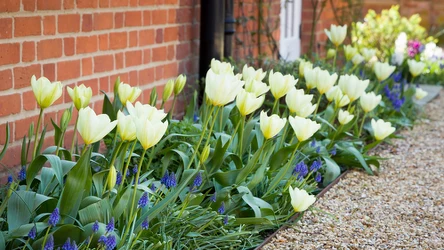 Co jest powodem tego, że rośliny cebulowe nie zakwitają?