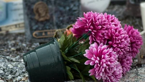 Zamiast wydawać pieniądze na nową wiązankę na cmentarz, odśwież zeszłoroczną. Wystarczą dwa tanie składniki 