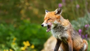Jak odstraszyć lisa z ogrodu? Tak uchronisz swój kurnik i działkę