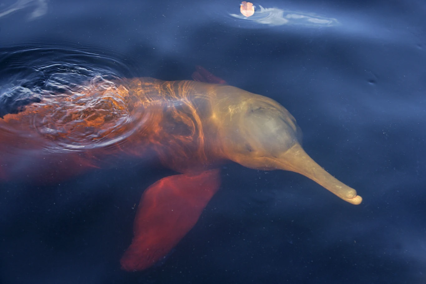 Różowy delfin z Amazonki Różowy delfin z Amazonki