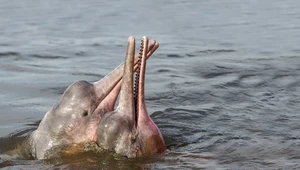 Magiczne różowe delfiny żyją w słodkich rzekach. Przez wylesianie mogą wyginąć