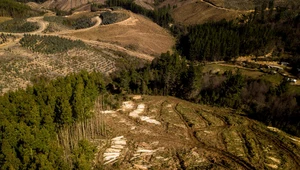 Lasy i klimat na sprzedaż. Światowe banki opłacają wylesianie