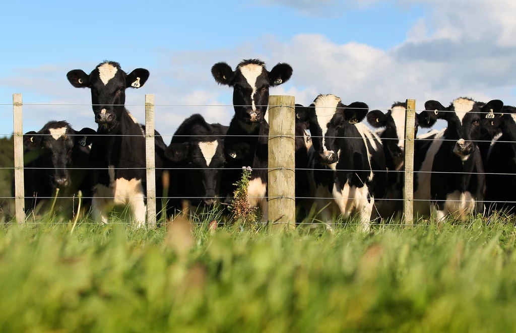 Nowa Zelandia chce wprowadzić rewolucyjny podatek za emisje z rolnictwa. Hodowcy zapłacą m.in. za beknięcia, mocz czy odchody krów