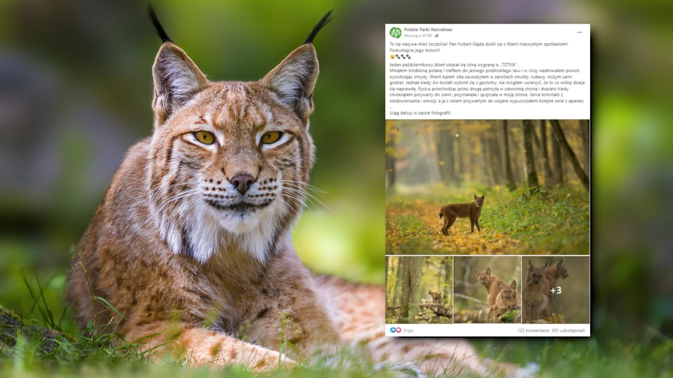 Polski przyrodnik Hubert Gajda trafił w lesie na wyjątkowy widok. Miał okazję obserwować rysicę oraz dwa małe rysie. To zwierzęta, które bardzo rzadko zdradzają człowiekowi swoją obecność Polski przyrodnik Hubert Gajda trafił w lesie na wyjątkowy widok. Miał okazję obserwować rysicę oraz dwa małe rysie. To zwierzęta, które bardzo rzadko zdradzają człowiekowi swoją obecność