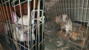 Psy były przetrzymywana w ciasnych klatkach. Przebywało ich tam po kilka w jednej klatce.