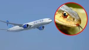 Wąż z gatunku pończoszników wzbudził zamieszanie wśród pasażerów lotu linii United Airlines (zdj. ilustracyjne)