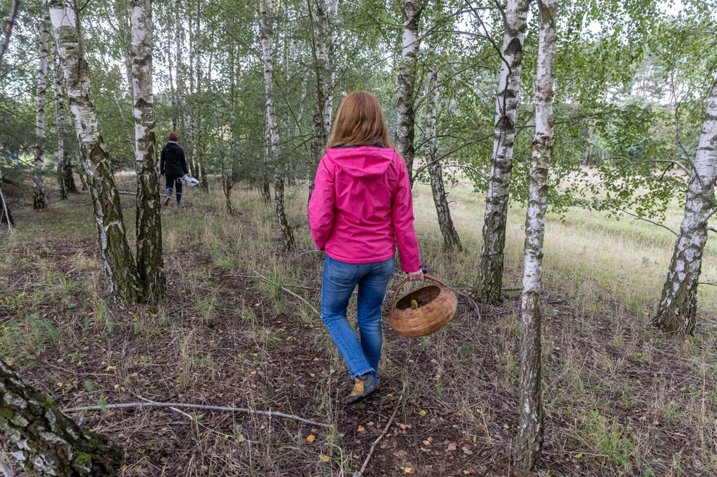 Sezon na grzyby trwa w najlepsze, a to oznacza, że polskie lasy są obecnie szturmowane przez tysiące Polaków