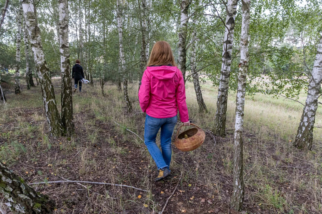 Znajdziesz przy grzybach tajemnicze bryłki? Nie dotykaj. To szczepionki dla lisów