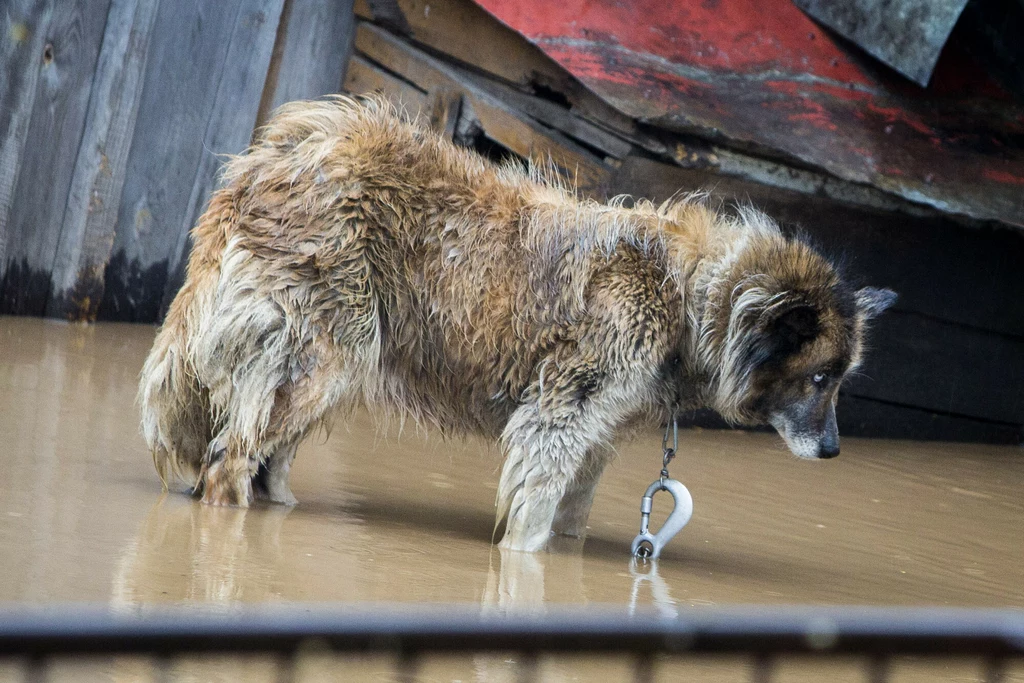 "Groźny" pies uwiązany na łańcuchu podczas powodzi i podtopień