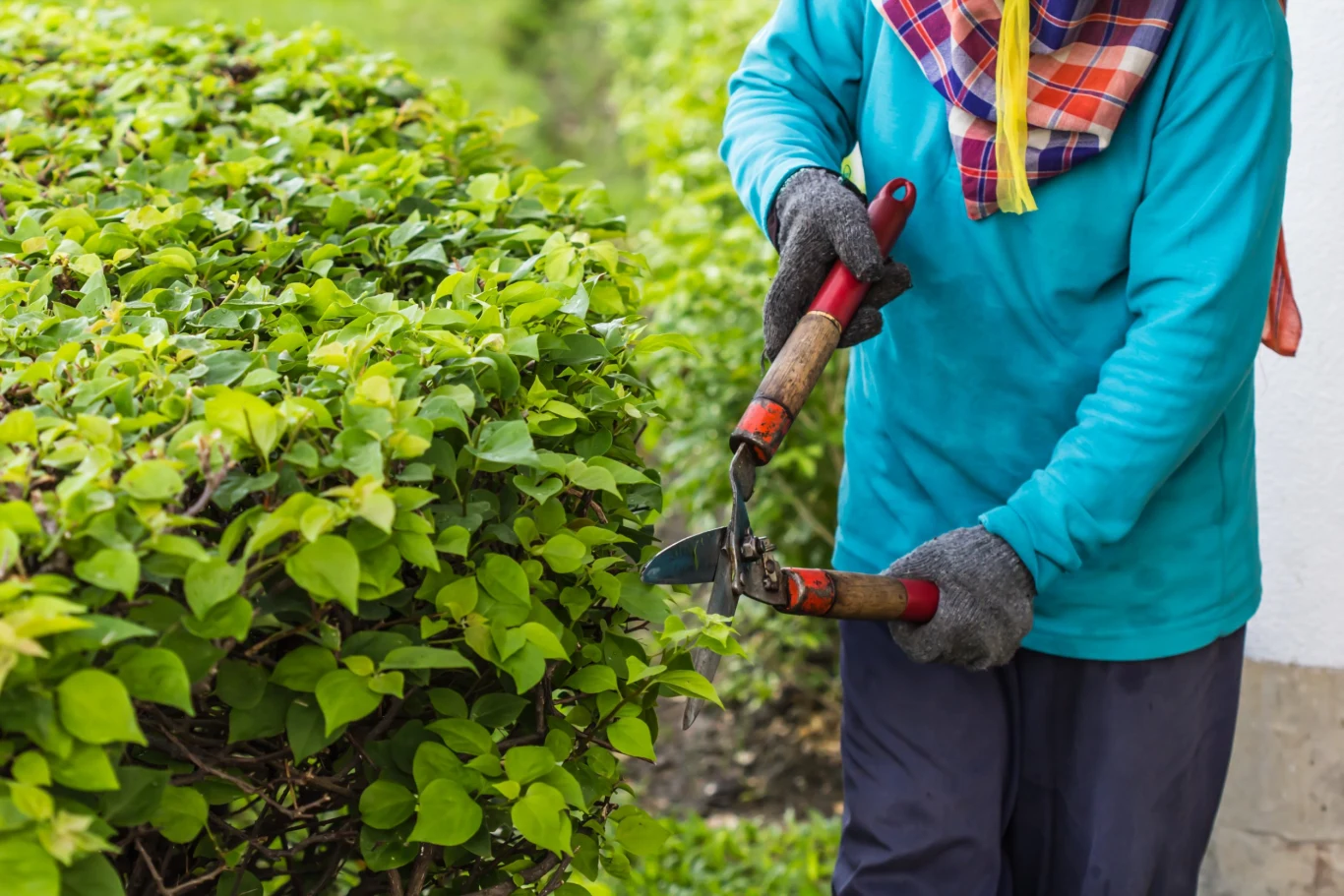 Warto co roku przycinać żywopłot Warto co roku przycinać żywopłot