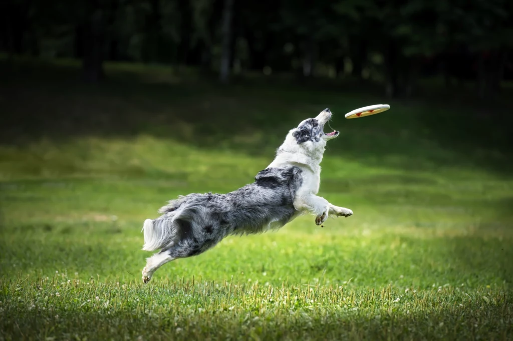 Psie sporty to sposób na rozładowanie energii aktywnych czwornogów.