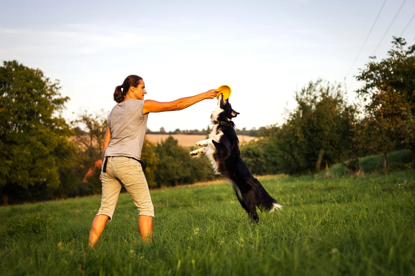 Border collie uwielbia ruch połączony z wysiłkiem umysłowym. Dlatego w domu, gdzie nie będzie miał dużo zabawy i wprawnego trenera, pies może nie czuć się zbyt dobrze Border collie uwielbia ruch połączony z wysiłkiem umysłowym. Dlatego w domu, gdzie nie będzie miał dużo zabawy i wprawnego trenera, pies może nie czuć się zbyt dobrze