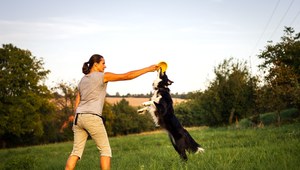 Border collie uwielbia ruch połączony z wysiłkiem umysłowym.