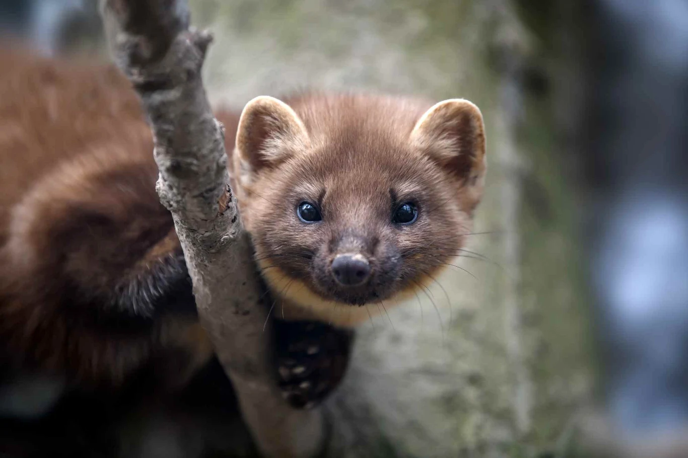 Warto zainwestować w odstraszacz na kuny, by uniknąć drogiej naprawy samochodu. Warto zainwestować w odstraszacz na kuny, by uniknąć drogiej naprawy samochodu.