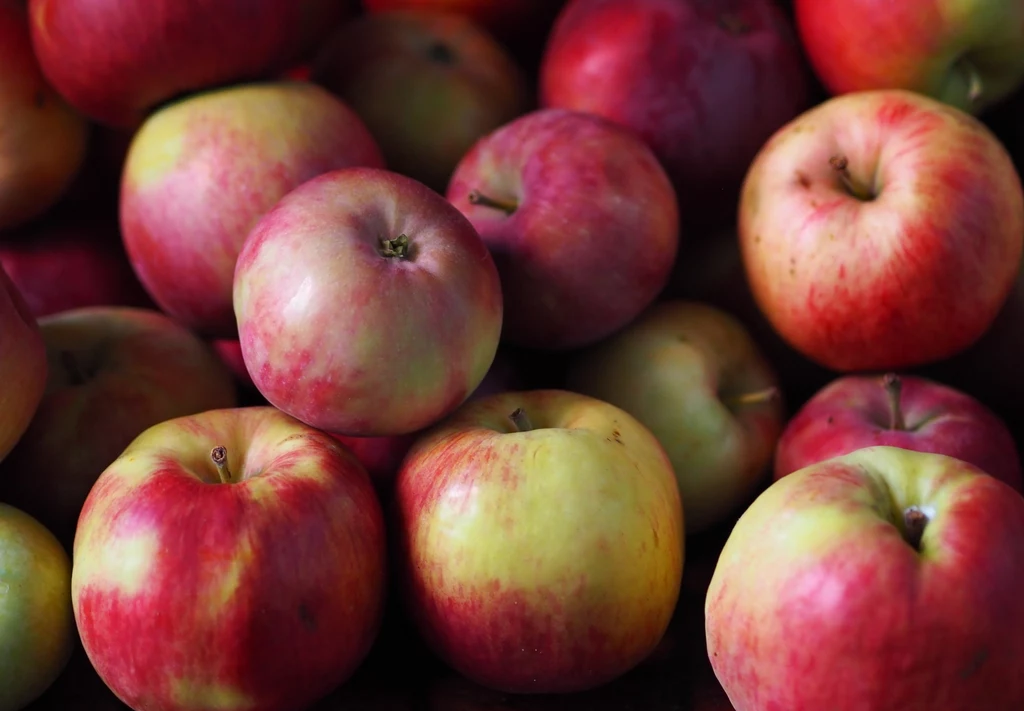 Przechowywanie jabłek w piwnicy w czasie zimy wymaga stałego monitorowania ich stanu 