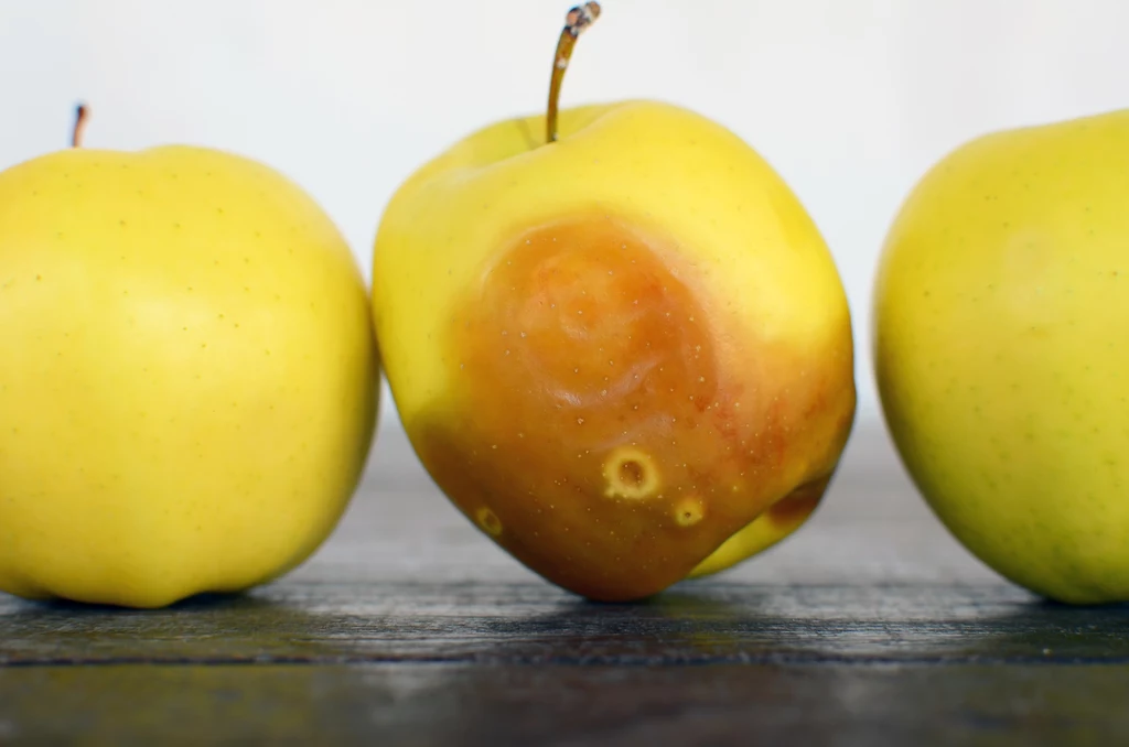Zgniłe i obite jabłka trzeba szybko oddzielić od zdrowych okazów