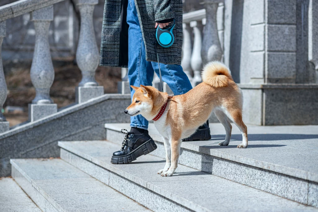 Jeśli jesteśmy opiekunami aktywnego czworonoga, powinniśmy zadbać o miejsce do spacerów, w którym pies będzie mógł się wybiegać