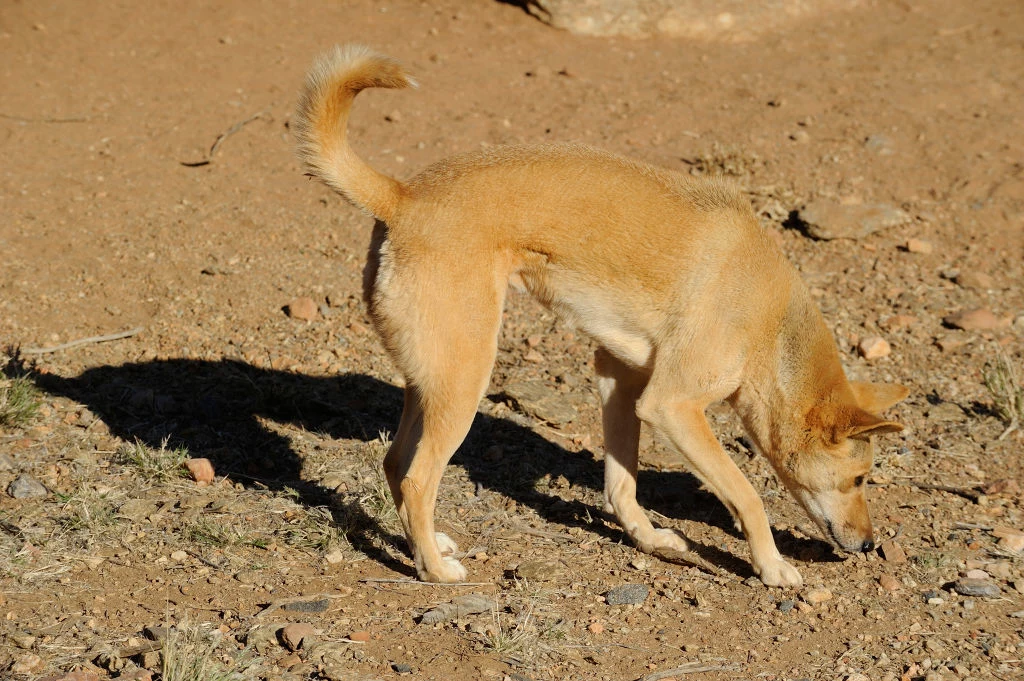 Canis lupus dingo, czyli dingo australijski