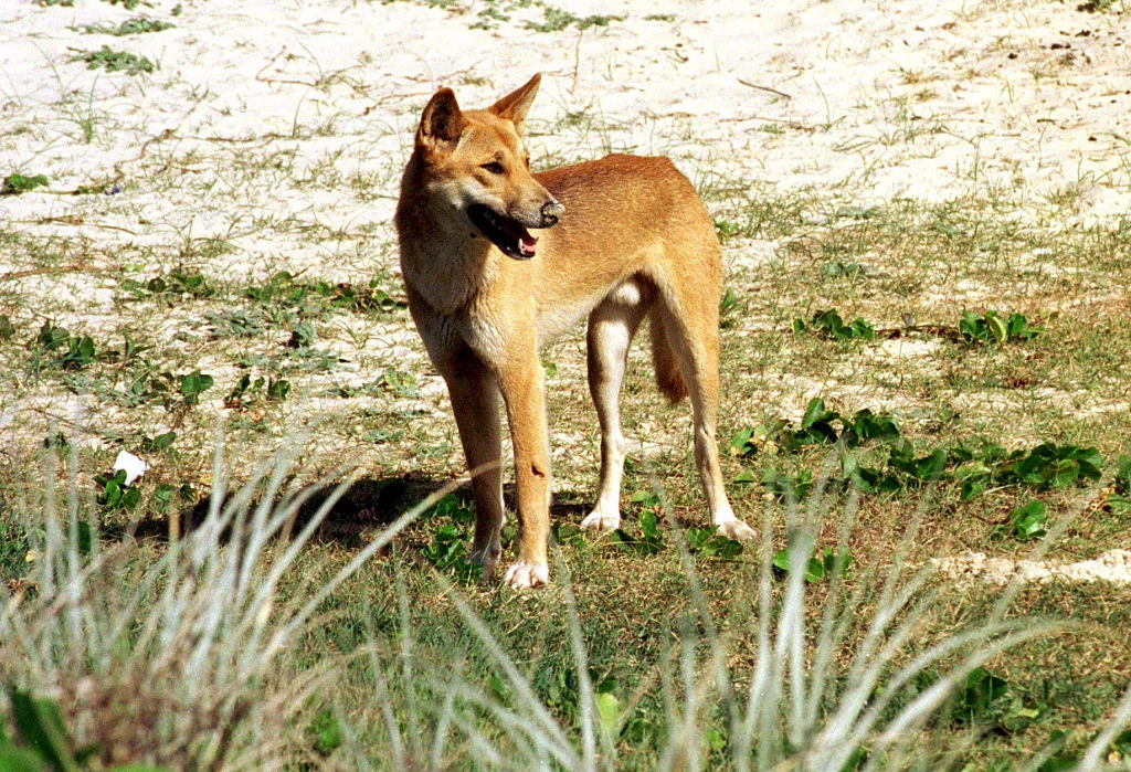 Dingo zamieszkuje Australię, Nową Gwineę i inne obszary Azji