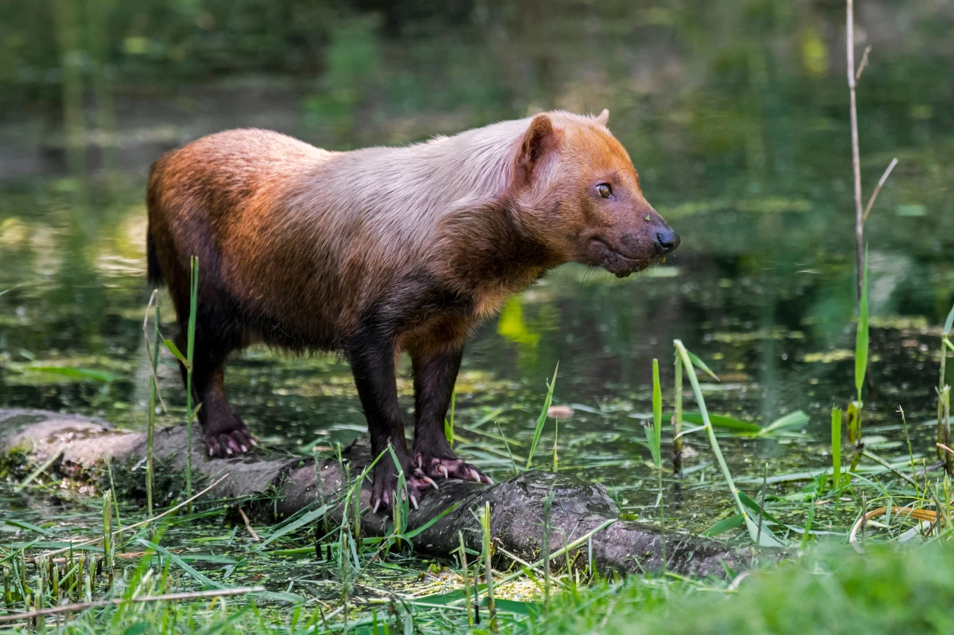 Pakożery kochają wodę i świetnie pływają. Doskonale chwytają skorupiaki, ryby, płazy i inne wodne stworzenia
