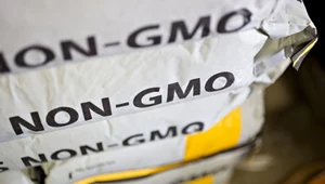 Sprzedają transgeniczne zboże na czarnym rynku. Co Ukraina zdecyduje w sprawie GMO?