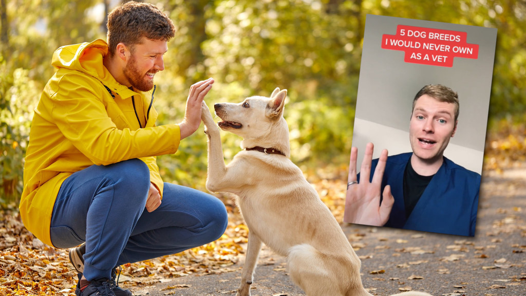 Weterynarz Ben zdradził na TikToku, które rasy psów jego zdaniem są najlepsze i najgorsze do adopcji 