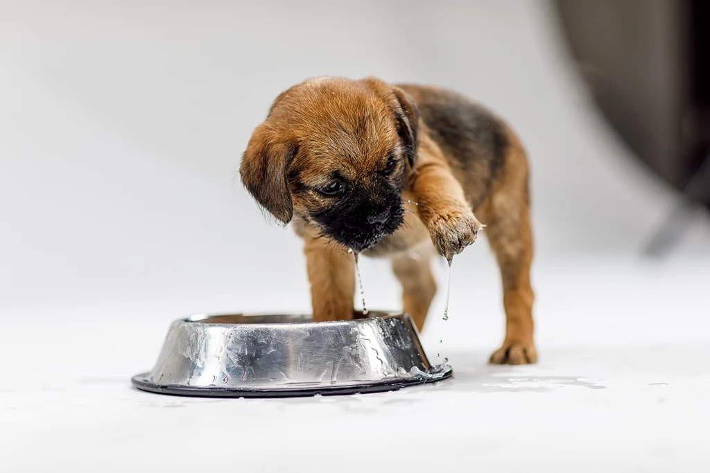 Border terrier to psy małe i z reguły bardzo zdrowe