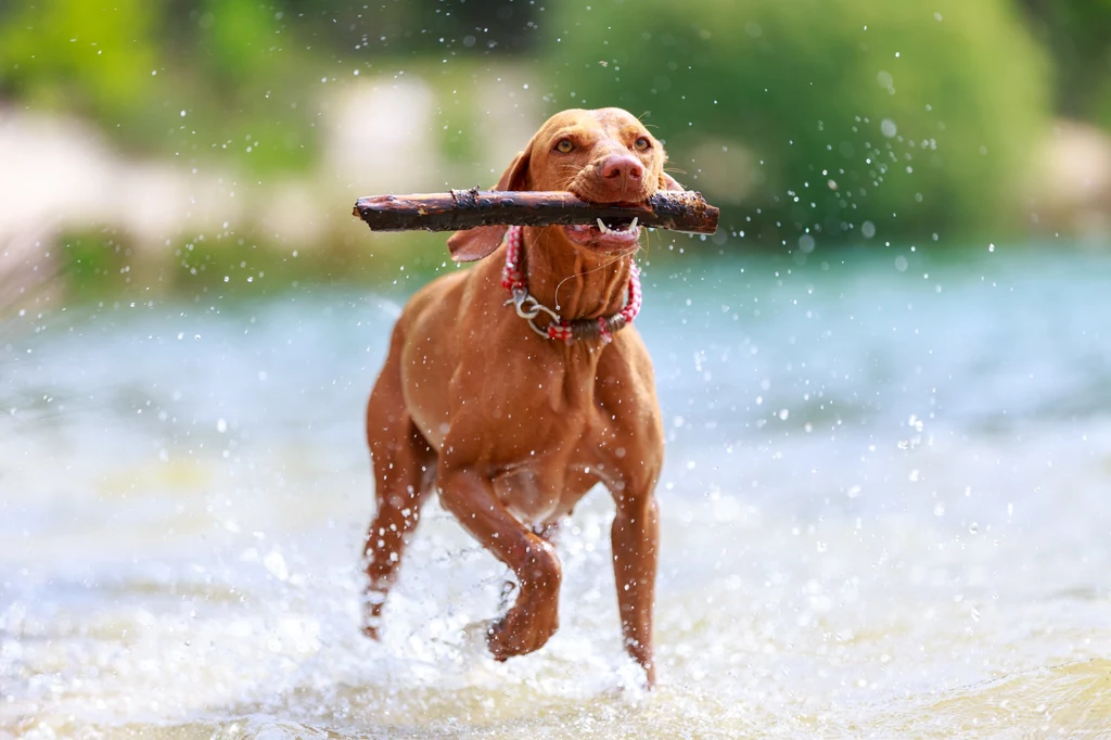 Wyżły węgierskie vizsla kochają ludzi, ale i aktywność na dworze