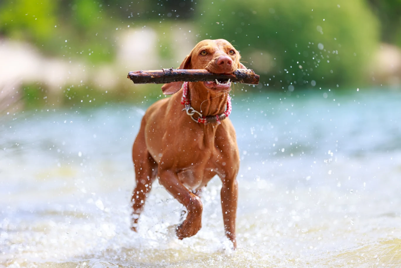 Wyżły węgierskie vizsla kochają ludzi, ale i aktywność na dworze Wyżły węgierskie vizsla kochają ludzi, ale i aktywność na dworze