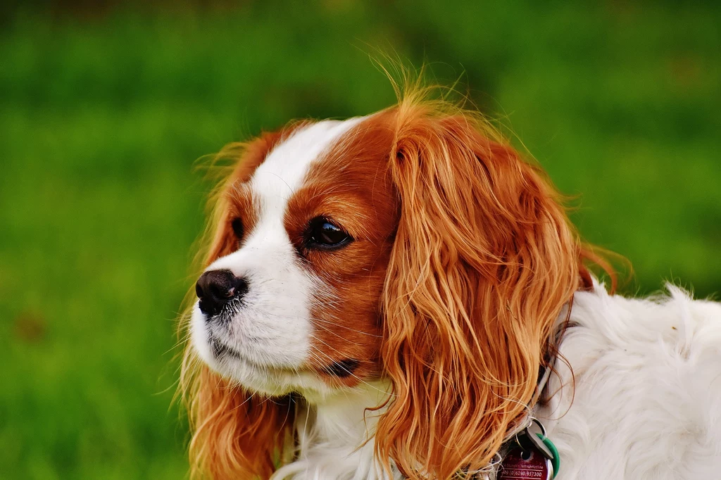 Arystokratyczny rodowód to nie wszystko. Niestety cavalier king charles spaniel to rasa, która jest wyjątkowo skłonna do schorzeń serca