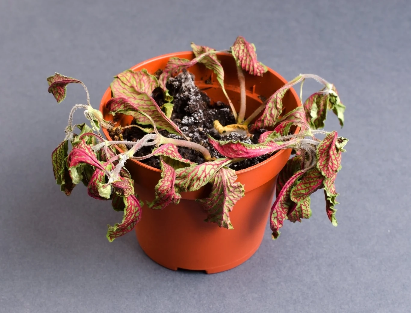 Pleśń uniemożliwia kwiatom doniczkowym prawidłowe funkcjonowanie