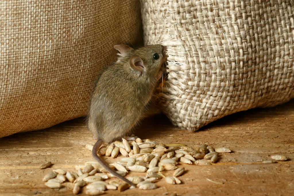 Warto wiedzieć, że myszy nie przepadają za pewnymi zapachami