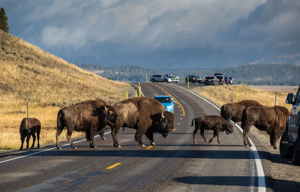 Żubry w Yellowstone