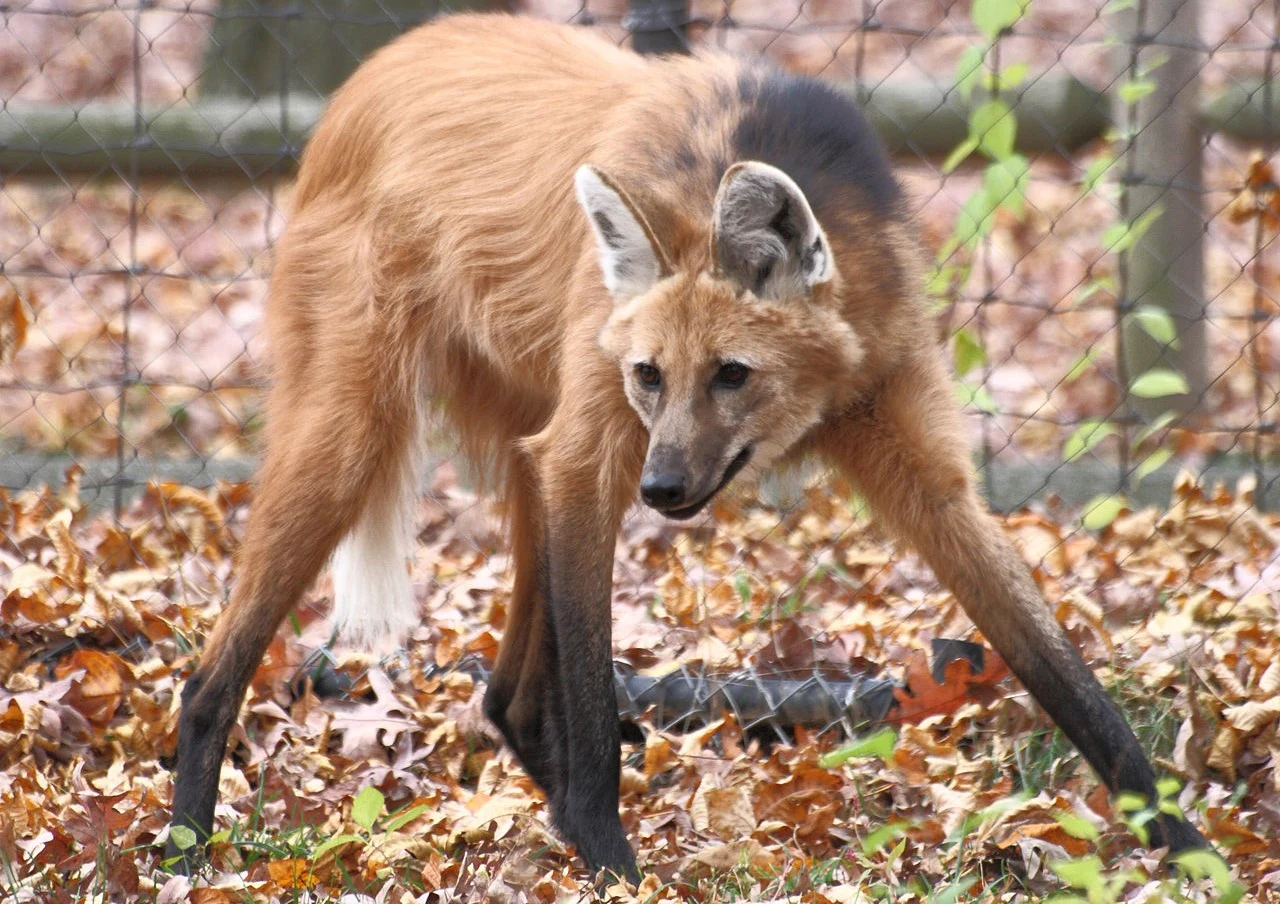 Pampasowiec zwany żartobliwie "lisojeleniem"