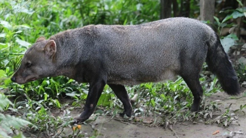 Wilczkowi do wilka daleko