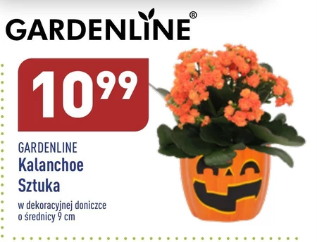 Roślina Gardenline