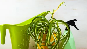 Ten apteczny produkt to najlepsza odżywka do roślin doniczkowych. Kupisz za kilka złotych