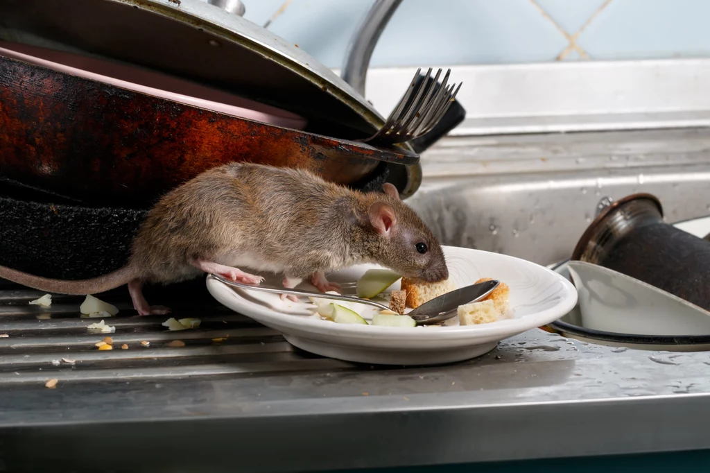 Szczury chętnie korzystają z naszych zaniedbań