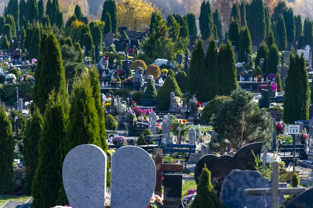 Sprawdź, czy możesz wyciąć tuje na cmentarzu