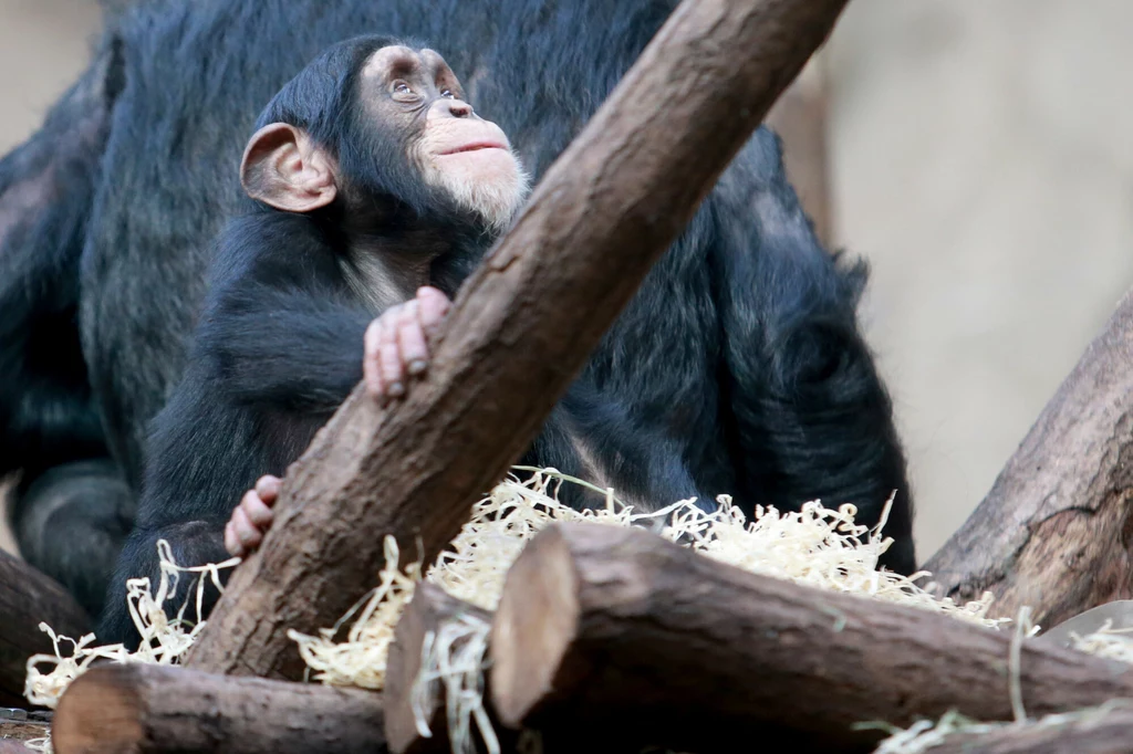 Mały szympans w ZOO