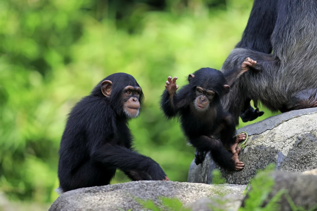Szympansy synchronizują kroki - jak ludzie