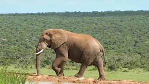 Przełomowy wyrok: dożywocie za posiadanie 10 kg kości słoniowej