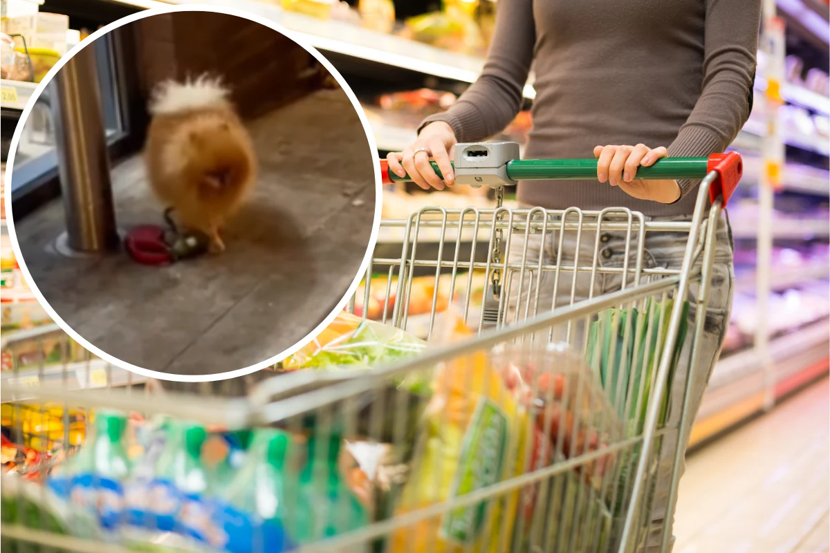 Tiktokerkę oburzył widok psa zostawionego pod sklepem Tiktokerkę oburzył widok psa zostawionego pod sklepem