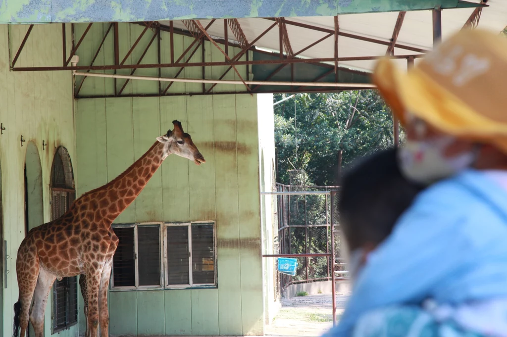 W RPA doszło do tragicznego incydentu z udziałem żyrafy. Zwierzę zadeptało na śmierć 1,5-roczną dziewczynkę. Jej matka jest w szpitalu (zdj. ilustracyjne)
