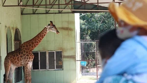 Żyrafa stratowała 1,5-roczne dziecko. Dziewczynka nie żyje