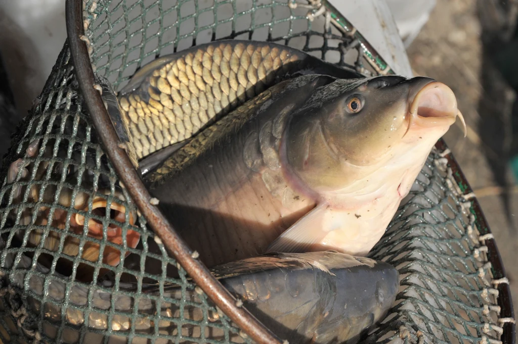 Polska jest największym rynkiem konsumpcji karpi w całej UE. Polska jest największym rynkiem konsumpcji karpi w całej UE.