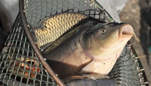 Polska jest największym rynkiem konsumpcji karpi w całej UE.