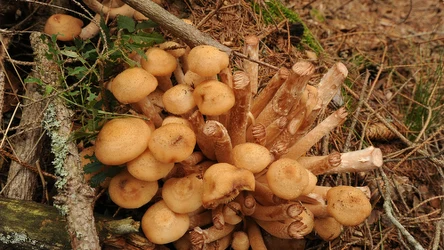 Dlaczego opieńka miodowa świeci?