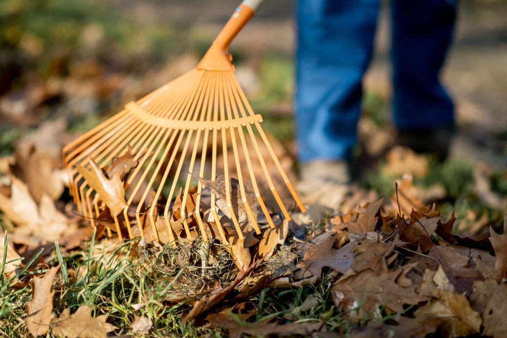 Grabienie liści uznawane jest za jedną z ważniejszych czynności do wykonania w jesiennym ogrodzie